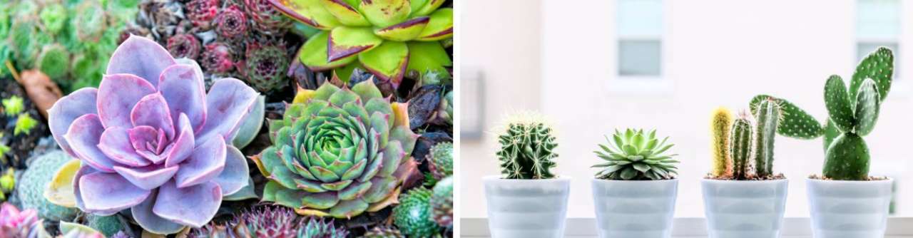 Succulents Garden Retreat