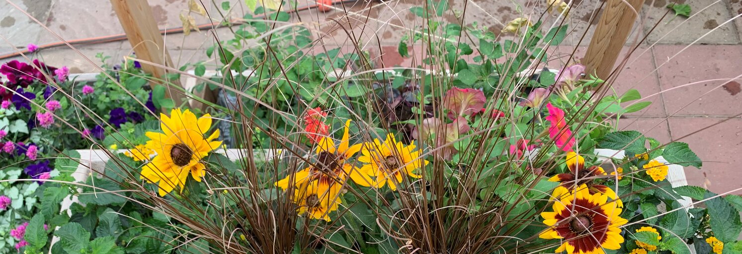 Maxikap Video How To Plant A Maxikap