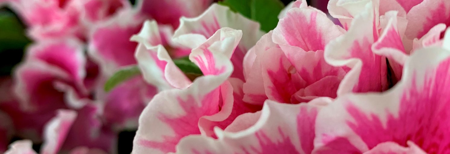 Tropicals Tropical Plants