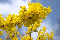 15 Gardening Tips for April