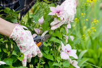 15 gardening tips for May