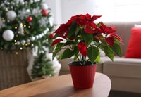 4 Great Indoor Plants for Christmas Flowers