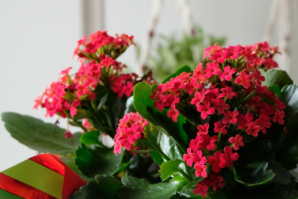 5 Popular Flowering Christmas Houseplants - Garden Retreat