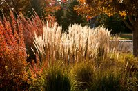 6 Ornamental Grasses for Autumn Gardens