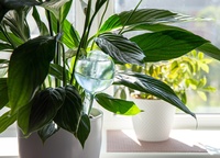 Are Watering Globes Good for Your Houseplants?