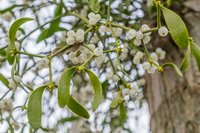 Growing Mistletoe