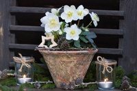 Hellebore: the Christmas Rose