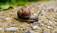 How to Avoid Snails in the Garden