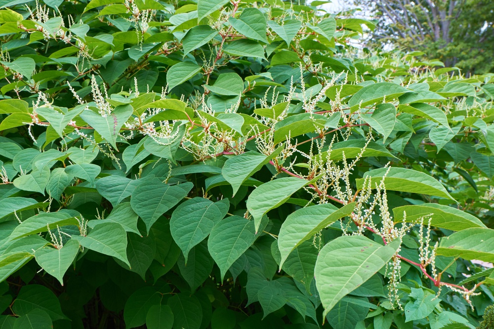 Beautiful How To Get Rid Japanese Knotweed Artwork in HD Beautiful How To Get Rid Japanese Knotweed Artwork in HD