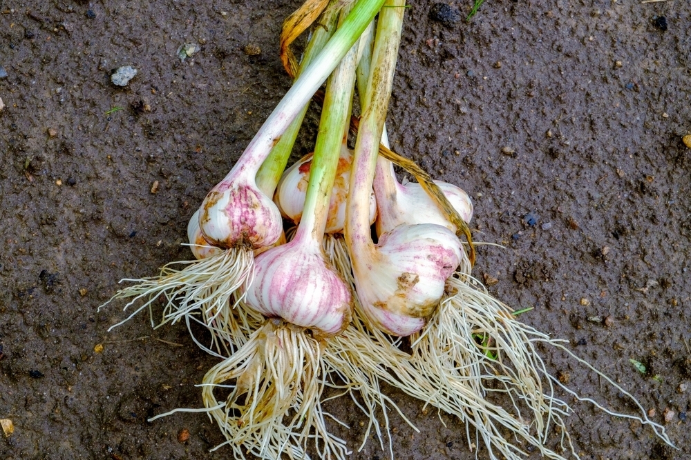 How to Plant and Grow Garlic Garden Retreat