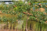 Pruning Fruit Trees