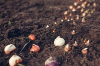 Spring bulbs you need to plant now