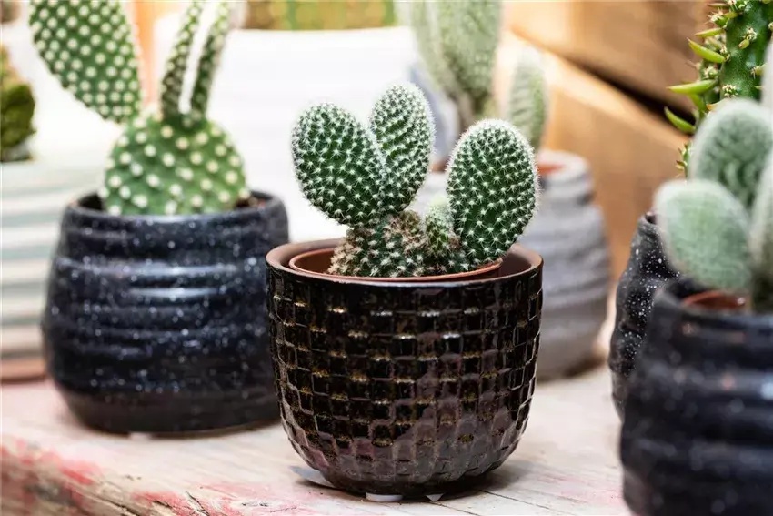 Uniqe Features The unique characteristics of cacti and succulents - Garden Retreat