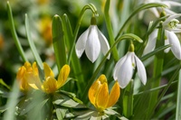 Top 15 Gardening Tips for January