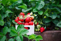 Top 15 gardening tips for June