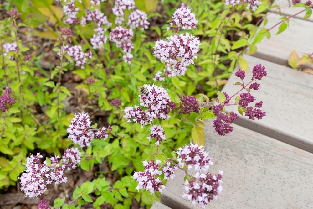 Top 5 Edible Plants for Ground Cover Garden Retreat