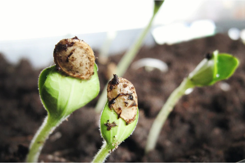 Top 5 seed starter tips for a successful spring harvest - Garden Retreat