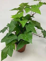 Algerian Ivy - image 1