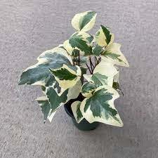 Variegated Algerian Ivy - image 2