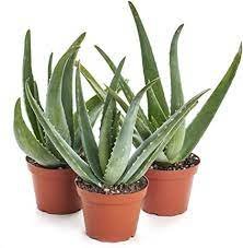 Aloe Vera