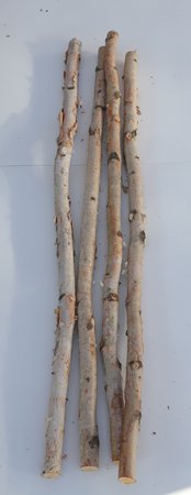 Birch Poles 3'