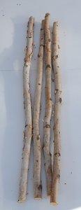 Birch Poles 3'