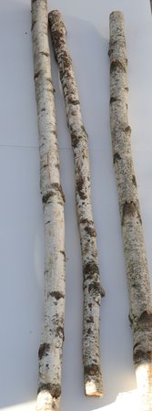 Birch Poles 4'