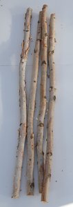 Birch Poles 5'