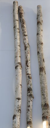 Birch Poles 6'