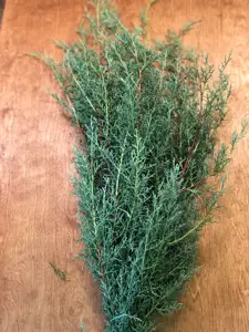 Carolina Sapphire Boughs
