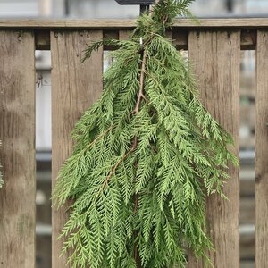 Cedar Boughs