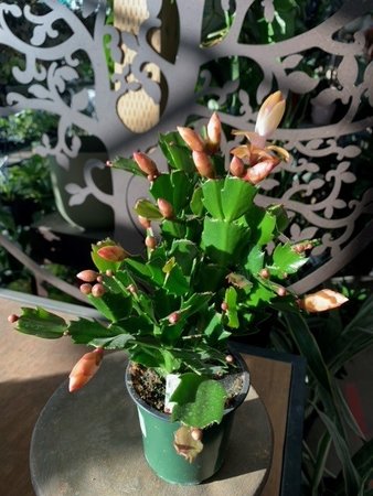 Christmas Cactus 4"