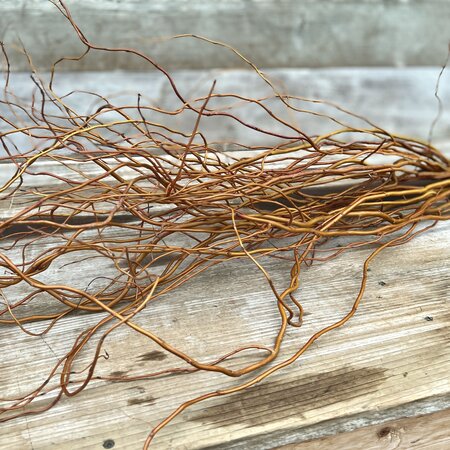 Curly Willow Branches Green