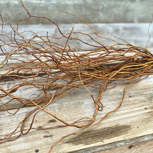 Curly Willow Branches Green
