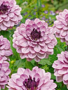 Dahlia Creme De Cassis