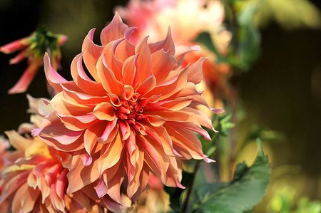 Dahlia Labyrinth