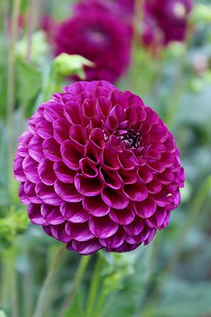 Dahlia Nov. Addison June Pompom