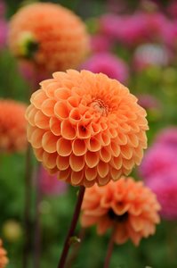 Dahlia Nov. Sylvia Ball