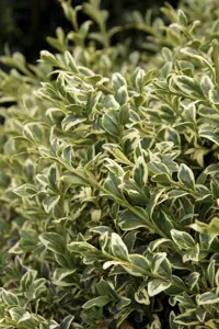 English Boxwood (Variegated) Boughs
