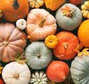 FALL PUMPKIN TABLETOP GARDEN SEMINAR