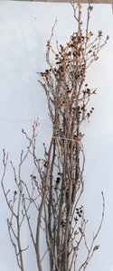 Green Alder Bundle (w/cones)