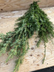 Hemlock Boughs