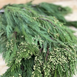 incense cedar sm Boughs