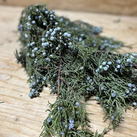 Juniper Fir  Boughs