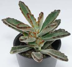 Kalanchoe Chocolate Soldier