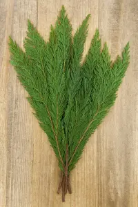 Leyland Cypress Boughs