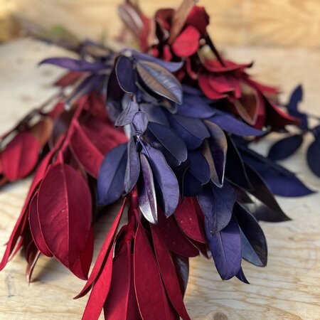 Magnolia Tinted