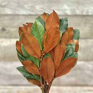 Magnolia Tips