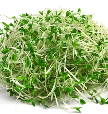 Micorgreen and sprouting  SEMINAR