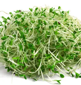 Micorgreen and sprouting  SEMINAR